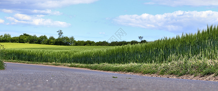 田地和树林的乡村道路风景美丽运输街道草地旅行远足天空木头农田农业蓝色图片