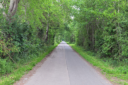 田地和树林的乡村道路风景美丽公园沥青踪迹蓝色树木车道地平线天空旅行国家图片