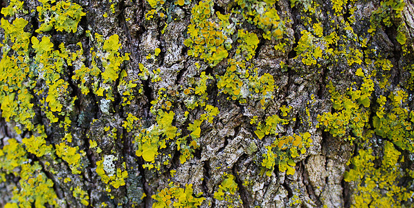 树木真菌 树皮上的黄模 班纳图片