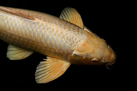 黑底隔离的大型鱼虾 鱼尾金 金碳 黄金鲤鱼图片