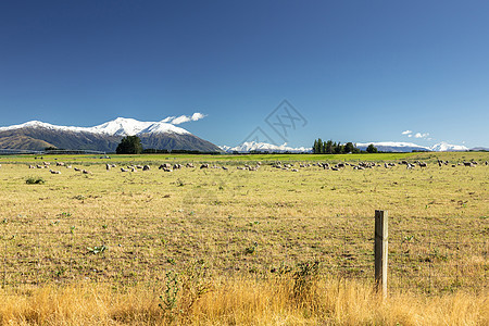 新西兰南部泰勒山和赫特山的景象房屋栅栏农业旅行赫特人情绪动物森林场地蓝色图片