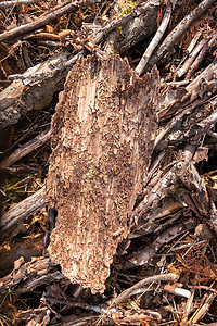 一块带有树皮甲虫痕迹的树皮木材害虫损害天气树干材料动物群粮食宏观木头图片