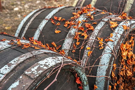 紧贴着生机勃勃的干橙葡萄树叶叶 攀爬在古代葡萄酒桶上图片