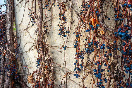 在从水泥墙上爬下藤树上生长的充满活力的蓝色干莓果或葡萄图片