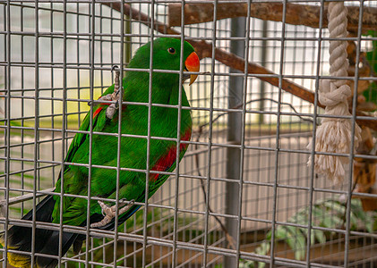绿羽毛和橘黄色的白嘴鹦鹉围在栅栏上图片