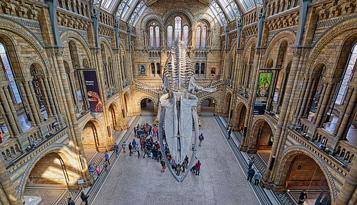 联合王国伦敦自然历史博物馆英国伦敦纪念碑旅行教育博物馆吸引力骨骼建筑游客建筑学历史图片