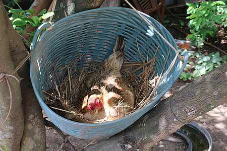 母鸡在巢中孵卵母亲家畜农场农业干草公鸡草地厨房稻草食物图片