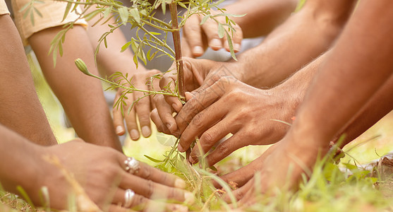 公园里人们手植树苗的特写-志愿服务 慈善 人和生态概念 以拯救树木和环境保护图片