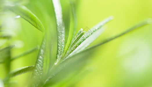 黄色模糊背景的新鲜罗斯马里堆草本植物厨师叶子花园全景蔬菜食物植物薄荷营养图片