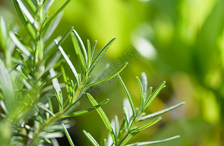 黄色模糊背景的新鲜罗斯马里堆蔬菜营养树叶叶子薄荷植物食物厨房草本植物味道图片