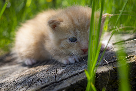 小姜小猫 蹲在树桩上图片