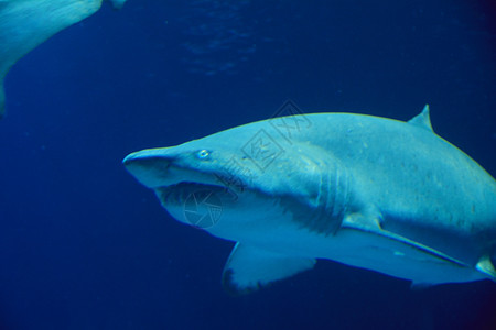 海洋中的大独鲨鱼野生动物摄影师捕食者瓜达冒险风险危险蓝色哺乳动物动物图片