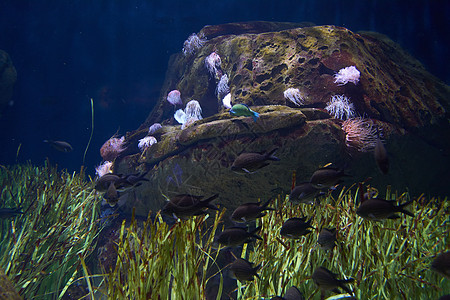 海洋中的一组金鱼潜水员动物热带生物学旅行科学海景游泳野生动物钓鱼图片