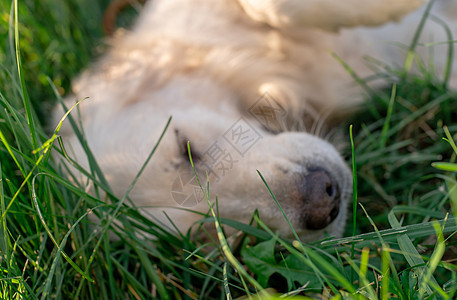 金色猎犬 躺在绿草地上图片