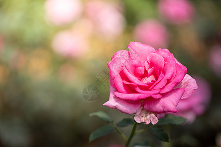 花园里的玫瑰花阳光叶子商业季节店铺团体植物火焰植物群草本植物图片