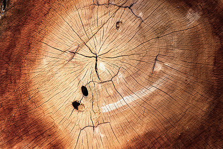 木质横截面和纹理年轮木材表面  Timbe 的抽象图案圈图片