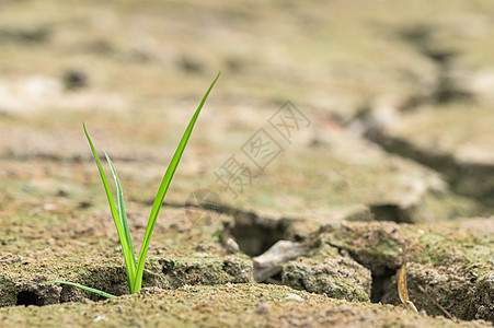 在干旱土壤中生长的树木 全球升温植物发芽生态绿色农业地球叶子生活气候种子图片