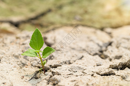 在干旱土壤中生长的树木 全球升温叶子环境灾难植物生活裂缝生态发芽沙漠土地图片