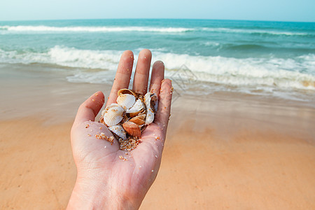 在夏日收集海贝壳大自然沙滩贝壳阳光观点生活自然界孤独质感隔离图片