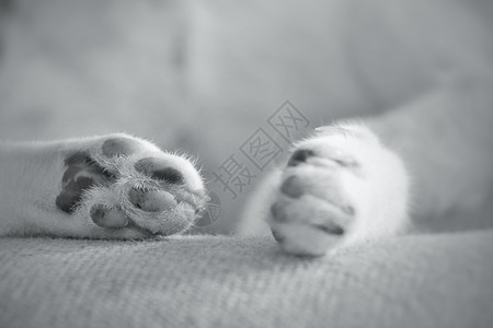 Cat Paws 特写图片