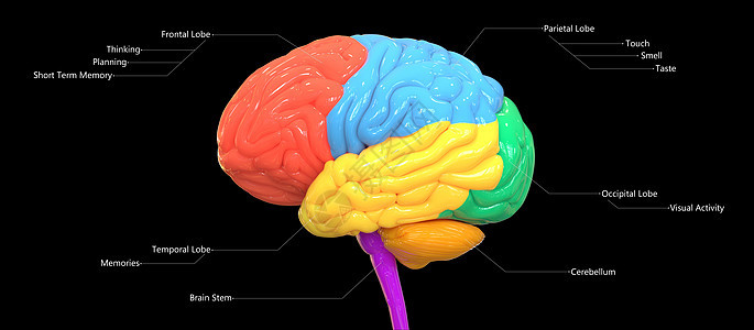用标签解剖横向 Vie 描述的人类神经系统脑叶的中枢器官身体解剖学心理学脊髓智慧信息知识分子生物学小脑药品图片
