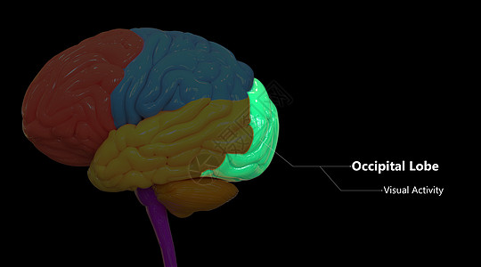 人类神经系统脑叶枕叶的中枢器官用标签解剖描述疾病绳索脊髓解剖学身体心理学智力图表扫描知识分子图片