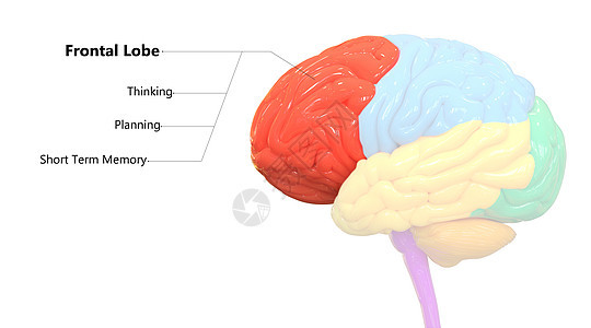 用标签解剖描述的人类神经系统脑叶额叶的中枢器官神经解剖学绳索皮层疾病颞叶脊髓心理学身体智慧图片