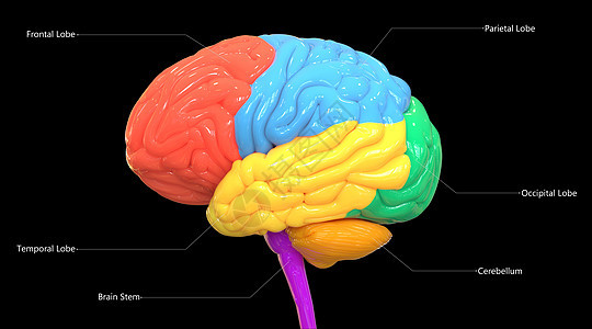 用标签解剖横向 Vie 描述的人类神经系统脑叶的中枢器官信息颅骨心理学枕叶小脑解剖学扫描科学思考皮层图片