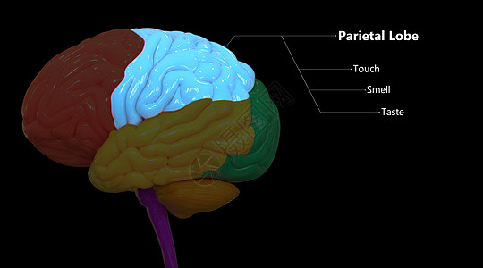用标签解剖描述的人类神经系统脑叶顶叶的中枢器官图片