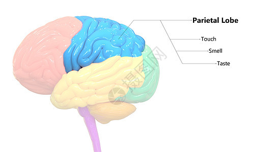 用标签解剖描述的人类神经系统脑叶额叶的中枢器官皮层小脑脊柱图表思考绳索颞叶信息智力科学图片