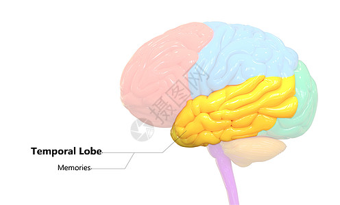 人类神经系统脑叶颞叶的中枢器官用标签解剖描述疾病身体知识分子心理学枕叶脊髓信息科学药品生物学图片