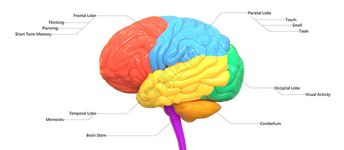 用标签解剖横向 Vie 描述的人类神经系统脑叶的中枢器官颅骨绳索小脑智慧信息枕叶疾病图表心理学思考图片