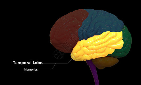 人类神经系统脑叶颞叶的中枢器官用标签解剖描述生物学智慧科学小脑绳索皮层知识分子图表神经脊髓图片