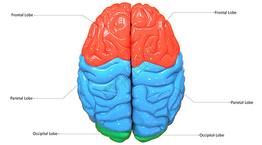 人类神经系统脑叶的中枢器官用标签描述图片