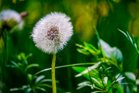 清晨阳光下达德利昂时钟在新绿背景上吹走图片