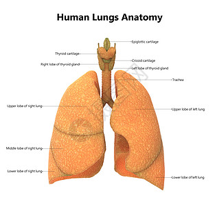 人体呼吸系统肺部肺部解剖 用标签描述图片