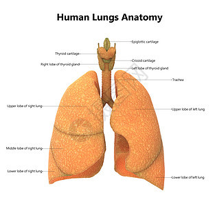 人体呼吸系统肺部肺部解剖 用标签描述图片