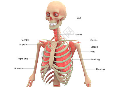 人体呼吸系统肺部通过标签描述的肺部图片