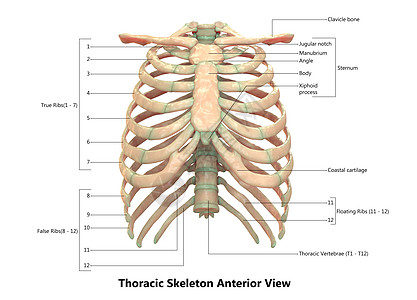 人类骨骼系统 手感性骨质素 用  实验室解剖外观  描述肩膀骨科肱骨科学背骨腰椎解剖学脊柱弯头痛苦图片