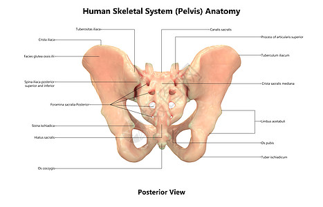 人类骨骼系统联合体 与实验室解剖面观描述图片