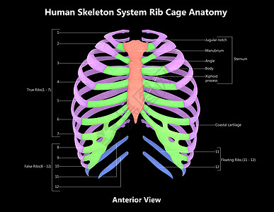 人类骨骼系统波纹胶层 用  内侧视图  标签描述疼痛生物学痛苦弯头身体脊柱蓝色半径信息图表图片