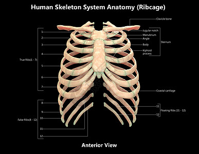 人类骨骼系统波纹胶层 用  内侧视图  标签描述半径上肢图表弯头运动软骨肋骨生物学科学信息图片
