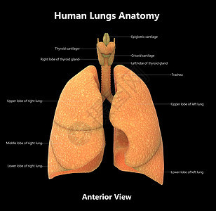 人类呼吸系统肺部通过实验室解剖外观描述的肺部图片