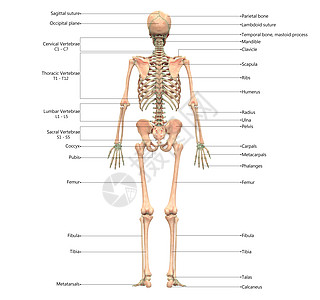 人类骨骼系统骨质联合体 用  实验室解剖面视图  描述运动肱骨上肢痛苦插图下肢股骨脊柱肩胛骨蓝色图片