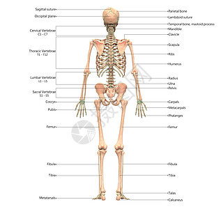 人类骨骼系统骨质联合体 用  实验室解剖面视图  描述运动肱骨上肢痛苦插图下肢股骨脊柱肩胛骨蓝色图片