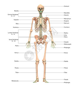 人类骨骼系统骨质结合 用标签解剖外侧视图描述下肢肋骨股骨科学生物学软骨蓝色疼痛解剖学弯头图片