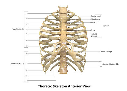 人类骨骼系统 手感性骨质素 用  实验室解剖外观  描述身体信息男人脊柱肌肉肩胛骨颈椎肩膀半径软骨图片