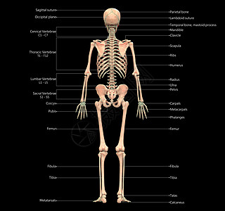 人类骨骼系统骨质联合体 用  实验室解剖面视图  描述脊柱痛苦弯头图表疼痛治疗上肢伤害肋骨运动图片