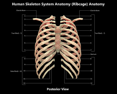 人类骨骼系统波形胶囊 用  实验室解剖面视图  描述肱骨信息肋骨蓝色身体治疗股骨上肢半径肩膀图片