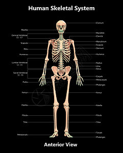 人类骨骼系统骨质结合 用标签解剖外侧视图描述伤害图表痛苦疼痛生物学肩胛骨半径脊柱蓝色上肢图片